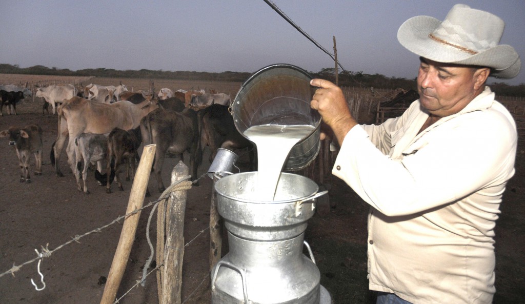 Los precios de la leche y el ganado deben ser más estimulantes, pues el Estado invierte muy poco en estas producciones, que llevan un sacrificio enorme”, afirmó Ricardo González, un técnico veterinario integral devenido productor. Fotos: René Pérez Massola