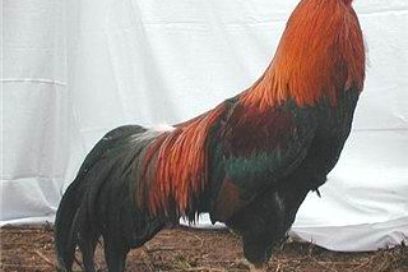 La gallina Cubalaya retorna a Cuba