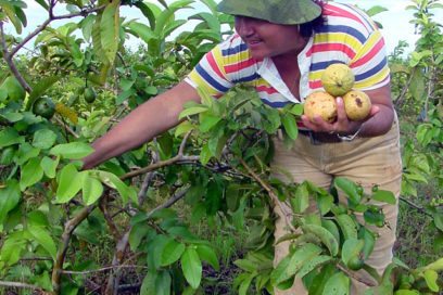 Cuba tiene 100 nuevas cooperativas de frutales