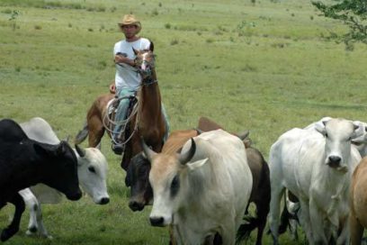 Camagüey: ¿sequía versus leche?