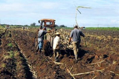 Fortalecer el trabajo sindical en las UBPC