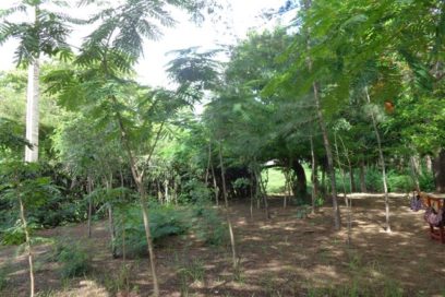 Crecen de manera sostenida bosques holguineros