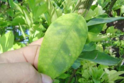 Firman protocolo de cooperación agricultores de Portugal y Cuba
