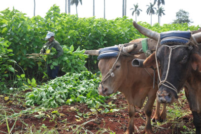 EPG Los Naranjos: Alimento y atención para el ganado