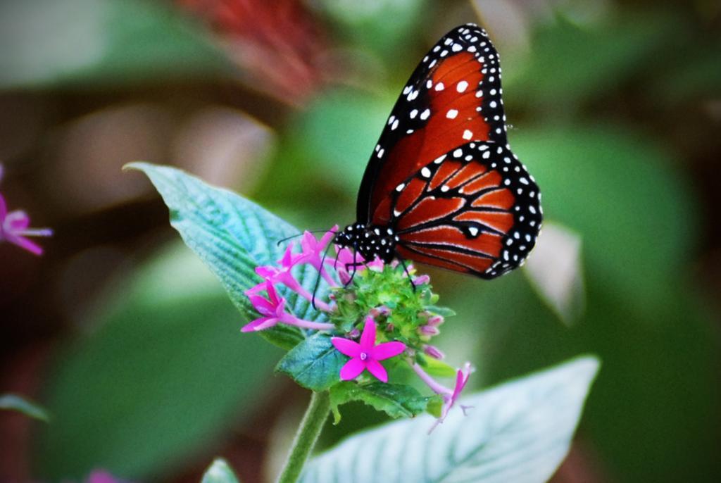 Siete especies de mariposas cubanas son exhibidas en su ambiente natural.| Fotos: Heriberto González Brito