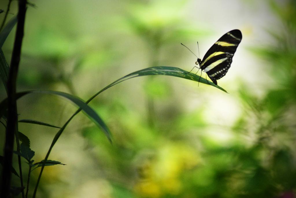 Siete especies de mariposas cubanas son exhibidas en su ambiente natural.| Fotos: Heriberto González Brito