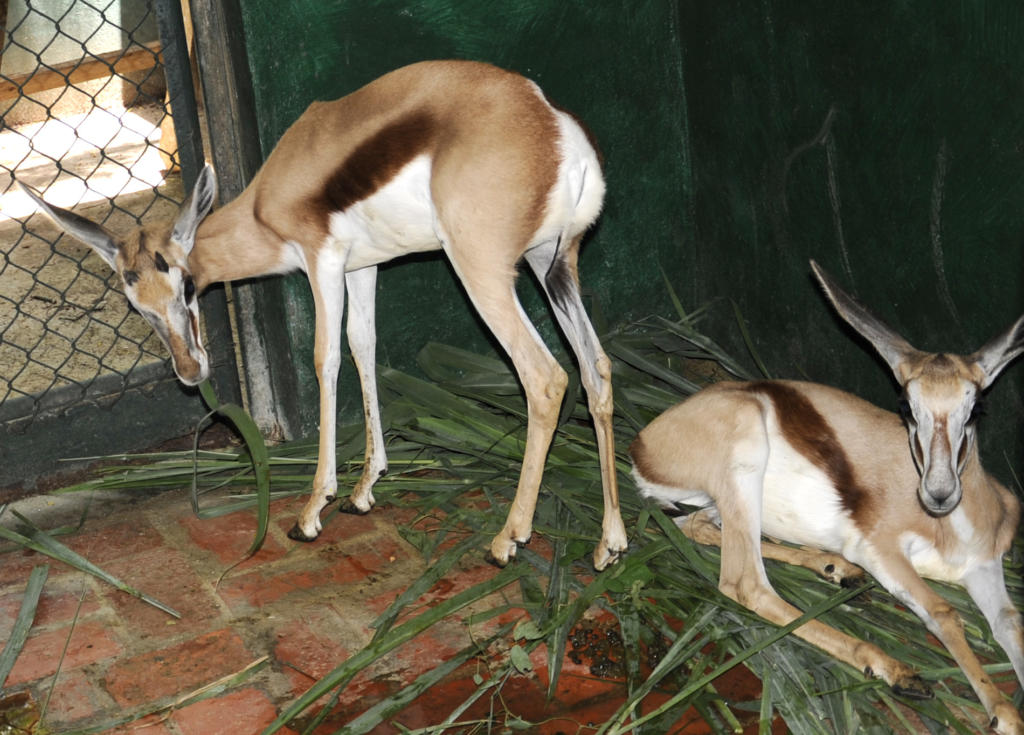 Los pequeños impalas, como todos los que lo precisen, reciben atención esmerada de biólogos y veterinarios en el centro de cría artificial. Foto: Roberto Carlos Medina