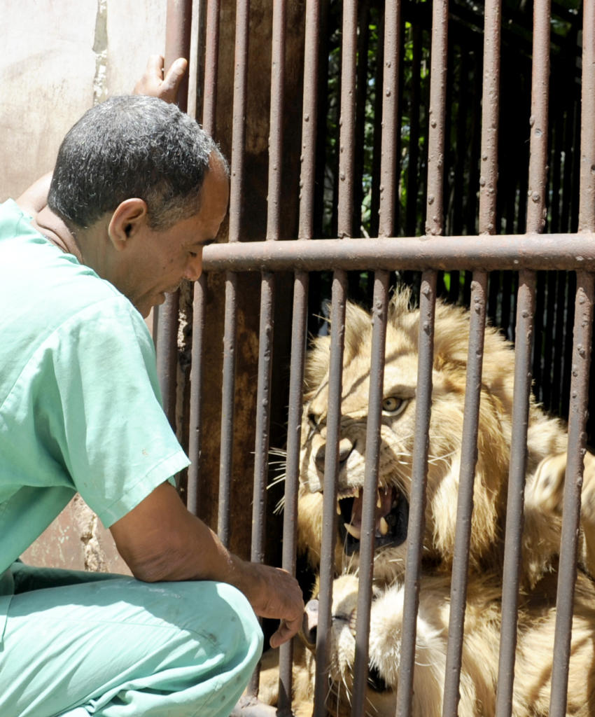 Habilidad y experiencia en su manejo le permitieron a Ángel Cordero escapar de una encerrona con los leones y hasta disfrutar de su juego.  Foto: Roberto Carlos Medina