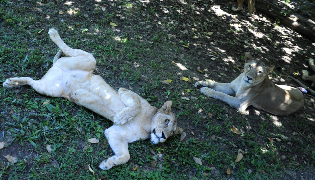 Leones, jirafas y cebras tienen las mayores poblaciones. Foto: Roberto Carlos Medina
