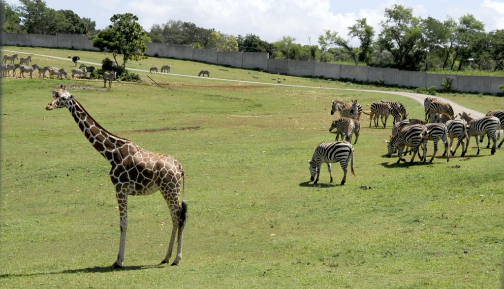 La aparente libertad de que disfrutan los animales salvajes son el atractivo esencial del zoo nacional. Foto: Roberto Carlos Medina