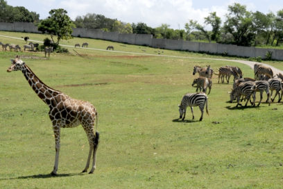 Safari en inmersión