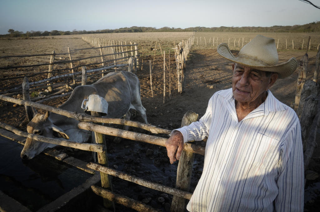 Desde un punto, en el centro de la finca (Pepe también es el centro), nace un pastoreo radial, que permite rotar las reses una vez recuperado el pasto. Foto: René Pérez Massola