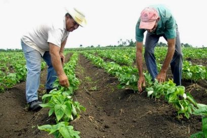 Hay piedras que quitar en el camino de las UBPC