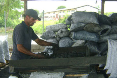 Actividad forestal reporta ingresos a la economía cubana