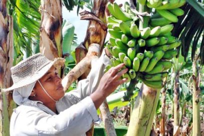 Reconoce la CTC aporte de la mujer en aniversario de la FMC