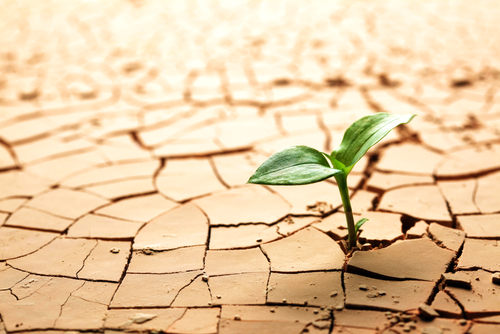 Foto tomada de internet