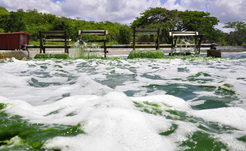 Funcionan 9 estanques que son probados con sistematicidad. Foto: Cristian Domínguez