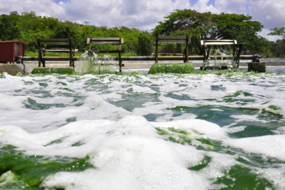 Maravilla en verde azul