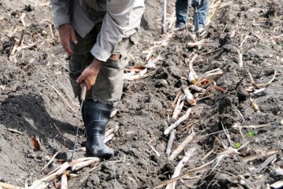 Impulsan siembra de caña en Las Tunas