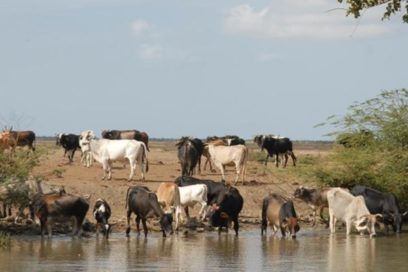Sancti Spíritus: ¿Qué comeremos el año que viene?