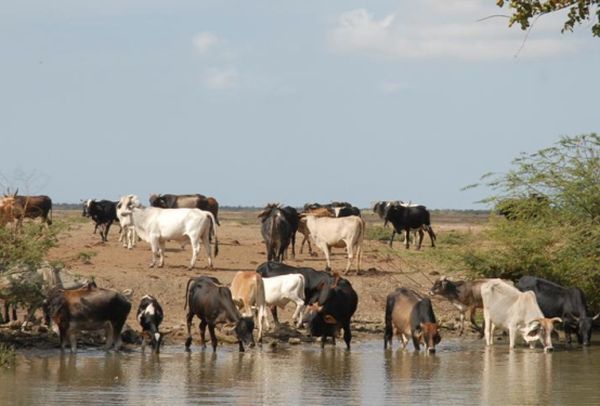 Garantizar el agua al ganado ha sido un reto para el sector. Foto: Vicente Brito
