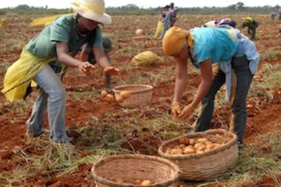 En Matanzas, acto por el día del trabajador agropecuario