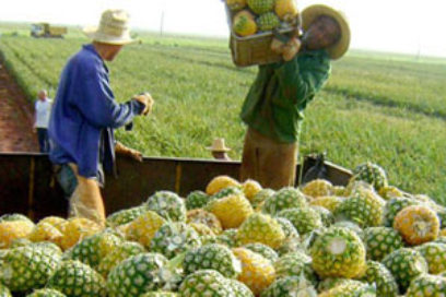 Mejores cosechas y frutos más dulces