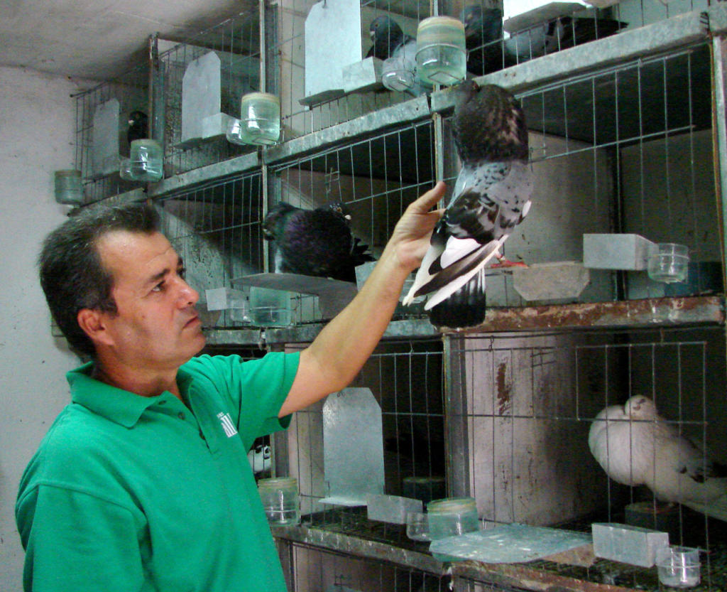 Los criadores de palomas deben extremar las medidas higiénicas en los lugares de cría. Foto: Agustín Borrego