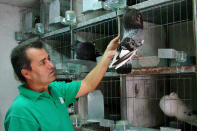 Palomas: portadoras de enfermedades silenciosas