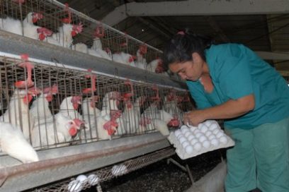 Retos de la avicultura cubana
