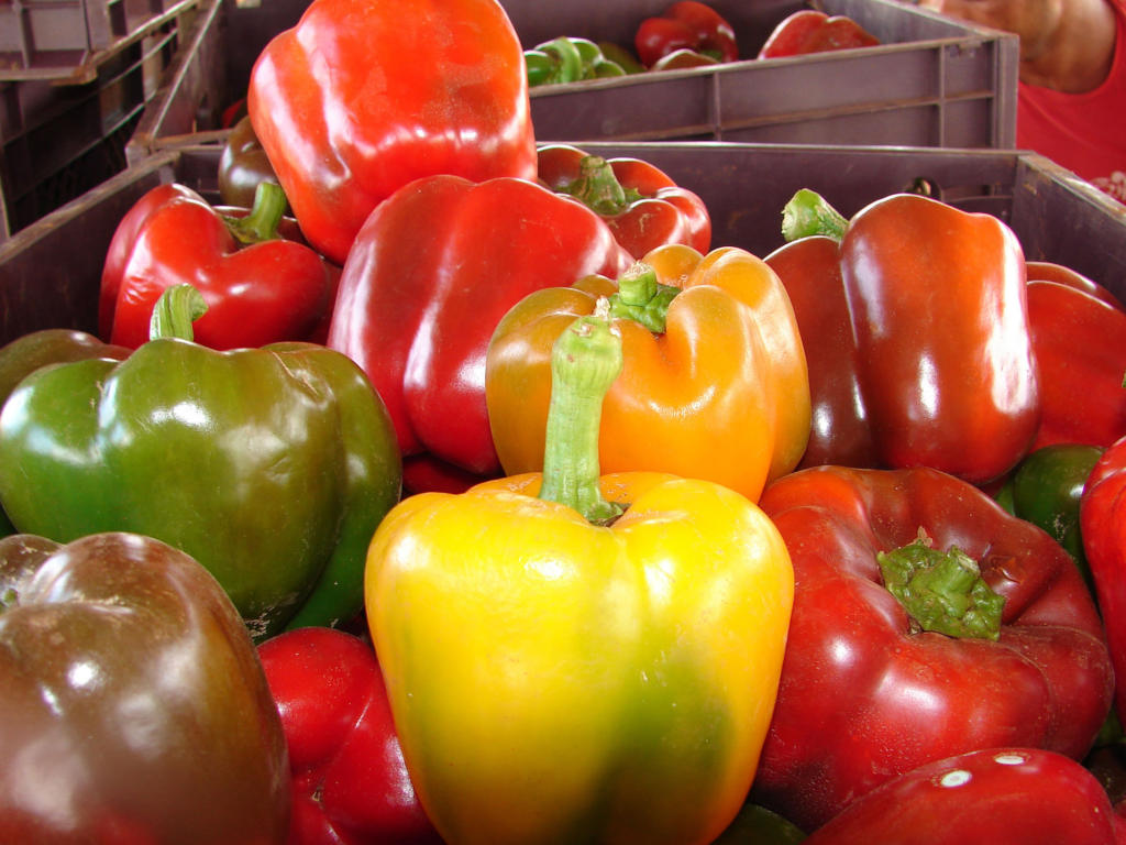 El pimiento que se obtiene en cultivos protegidos se logra con híbridos que no se pueden reproducir en Cuba. | foto: Eddy Martin