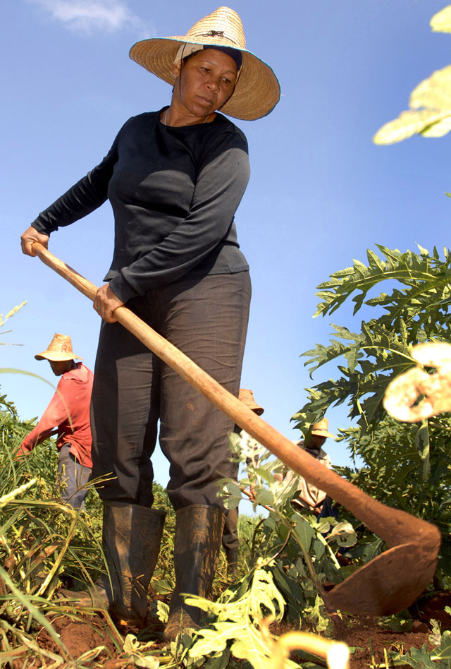 Aunque el manto freático respira por lluvias recientes, deben redoblarse las atenciones culturales a los plantíos para paliar los efectos de la sequía en Ciego de Ávila. Foto: Roberto Carlos Medina