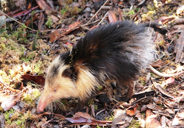 El Almiquí cubano tiene su hábitat en esta singular región. Foto Rodny Alcolea.