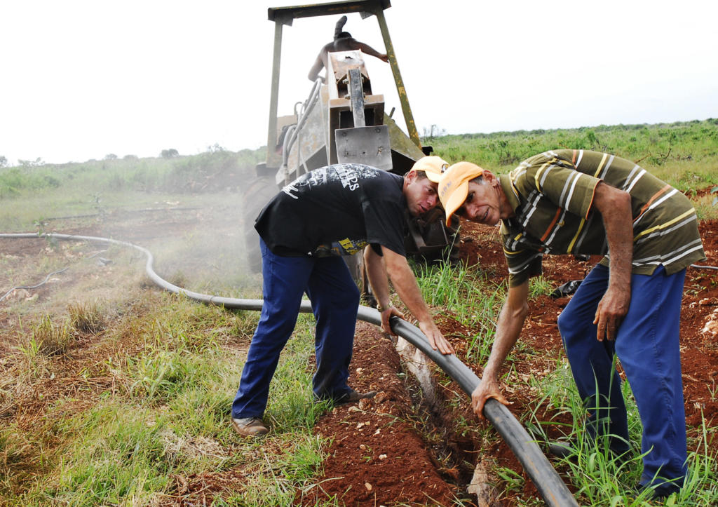 La brigada de riego localizado es clave para que las plantaciones crezcan vigorosamente. Foto: Agustín Borrego Torres