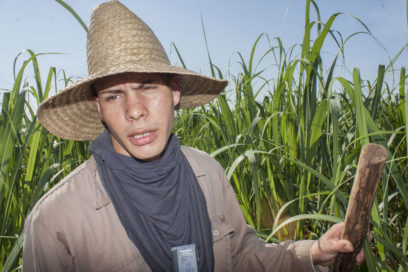 Despertar de las cañas