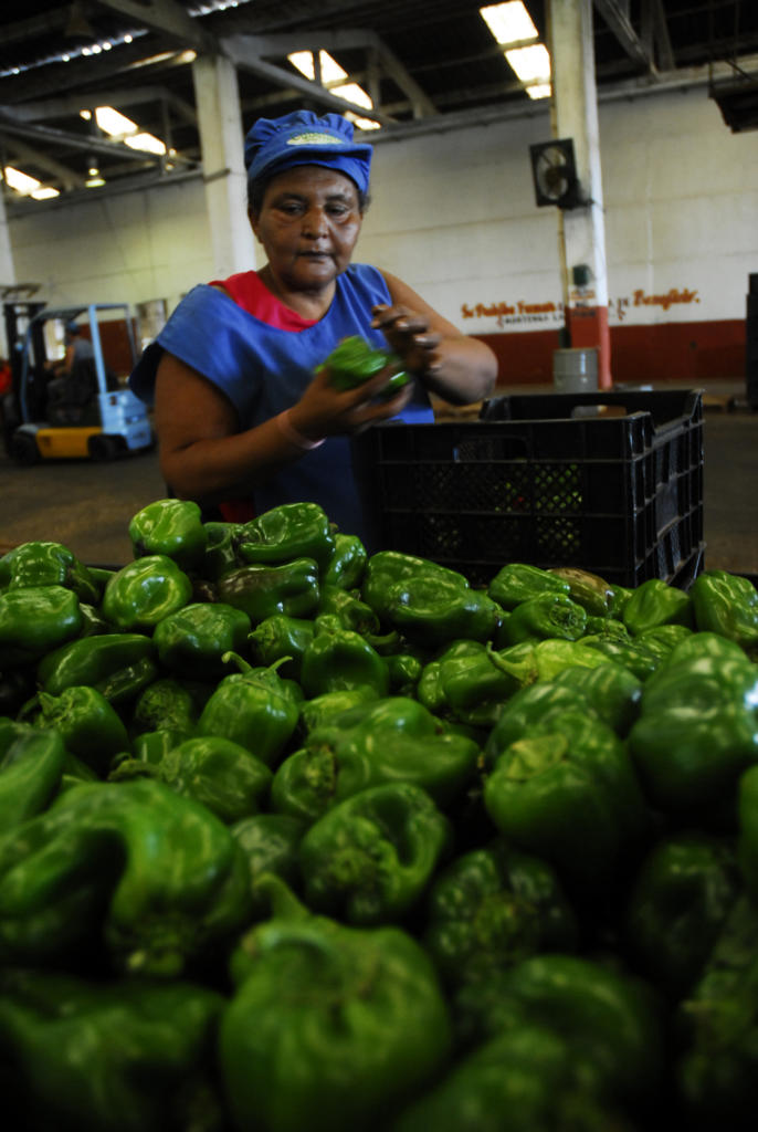 Todos los productos agrícolas se benefician y empacan; y por etapas las cosechas son insuficientes para cubrir la demanda. Foto: Agustín Borrego Torres
