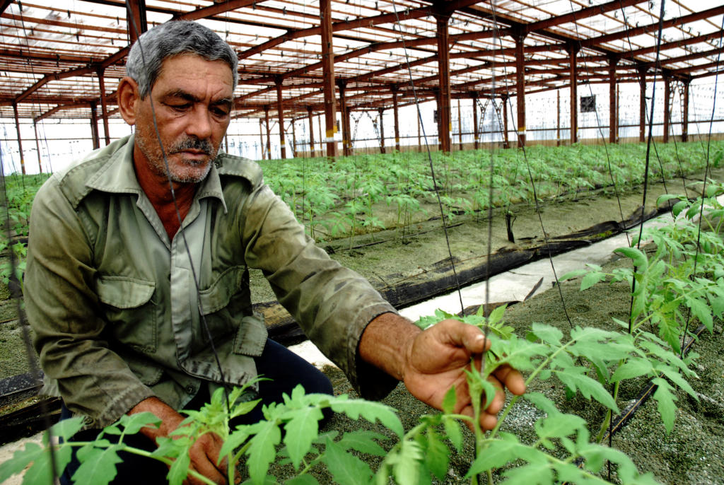 El trabajo es arduo bajo el sol inclemente o el calor extremo en las casas de cultivo, pero los hombres tienen muchas recompensas. Foto: Agustín Borrego Torres