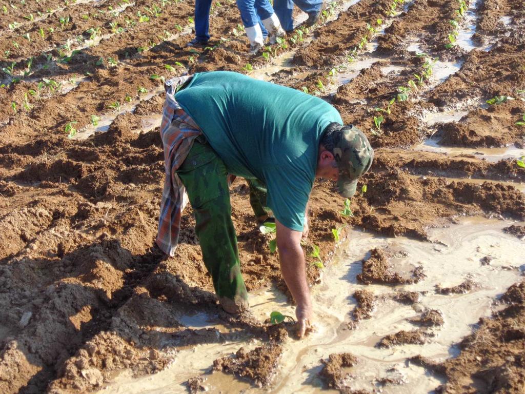 Unas 17 000 hectáreas de tabaco, alrededor de unas 1000 más que el pasado año, es el plan de siembra previsto por la provincia de Pinar del Río.