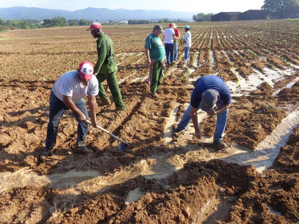 Inicio siembra tabaco Pinar 02