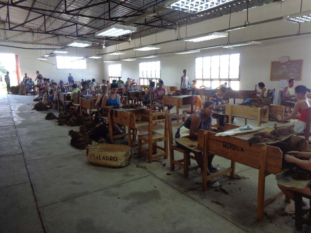 Cuadros provinciales de la CTC en Pinar del Río iniciaron e intercambiaron con tabacaleros sobre temas como el salario y la productividad. Foto: Eduardo González Martínez