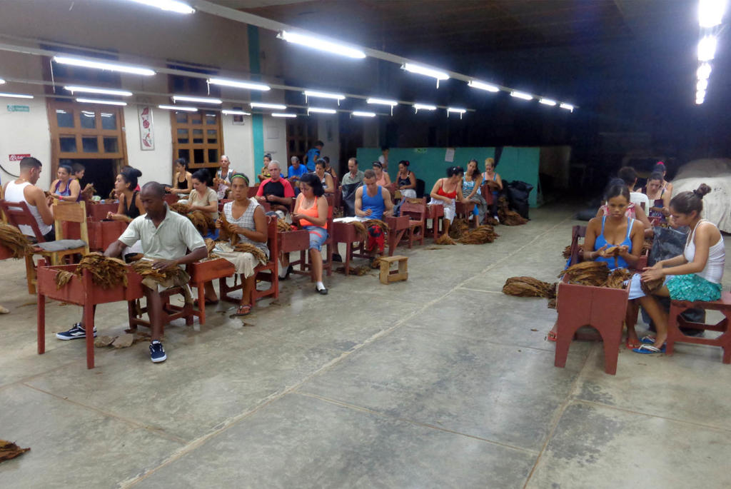 En la escogida V-12-46, Emilio Amador, del Consejo Popular de Río Seco, continúan trabajando hasta bien entrada la noche. Foto: Eduardo González Martínez