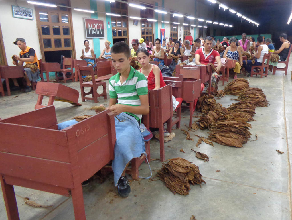 Los integrantes de los hogares, incluidos los más pequeños, asisten a ayudar a sus progenitores. Foto: Eduardo González Martínez