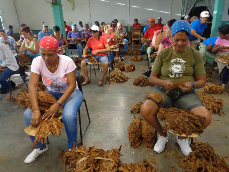 Trabajadores de la CTC y los sindicatos en la provincia ayudan en la escogida V-12-19. Foto: Eduardo González Martínez