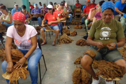 Pinar por cumplir beneficio de tabaco