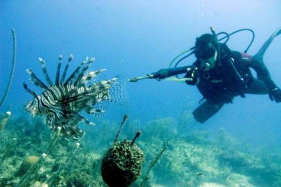 Curioso “safari” para degustar carne de león cubano