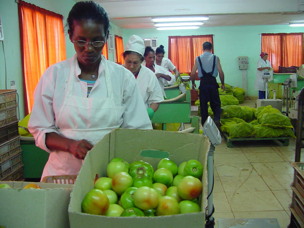 En el centro de beneficio se clasifican los productos de acuerdo con las exigencias de las normas cubanas de calidad. Foto: José Luis Martínez Alejo