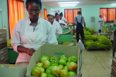 Vegetales avileños categorizados productos estrellas