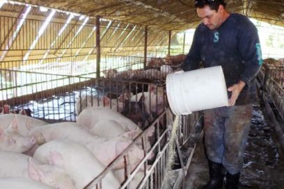 La ciencia en función de la producción porcina y el desarrollo local