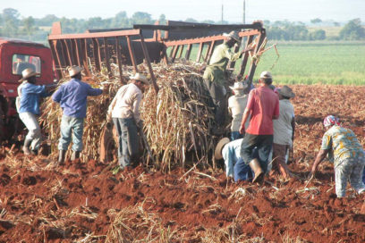 UBPC artemiseña a la vanguardia en la producción cañera