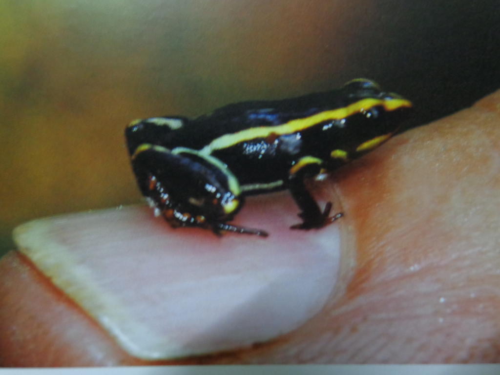 La ranita Iberia, la más pequeña del mundo. Foto CITMA.